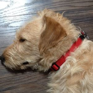 Meet your Posher, Zeke